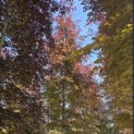 Fagus sylvatica 'Atropunicea' - 2