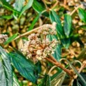 Viburnum 'Pragense' - 1