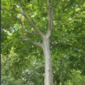 Cornus kousa 'Chinensis' - Foto 1