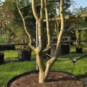 Sycoparrotia semidecidua - Foto 3