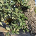 Quercus Suber - Foto 3