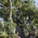 Quercus Suber - Foto 2