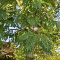 Albizia julibrissin - 5