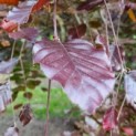 Fagus sylvatica 'Atropunicea' - Afbeelding 1
