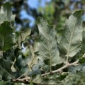 Quercus Ithaburensis 'Hemelrijk Silver. - 5