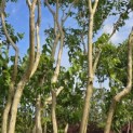 Heptacodium miconioides - 10