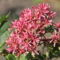Heptacodium miconioides