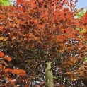 Fagus sylvatica 'Atropunicea' - 3
