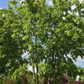 Tilia x europaea 'Pallida' - Foto 4
