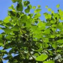 Betula utilis 'Jacquemontii' (Doorenbos) - 5