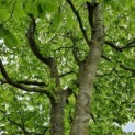 fagus sylvatica nr 175 voorjaar