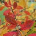 Nyssa sylvatica - Foto 1