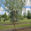 Salix x sepulcralis 'Chrysocoma' - 2