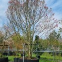 Magnolia liliiflora 'Nigra' - bloesem
