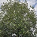 Quercus ilex - 1