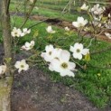 Cornus Florida 'Rainbow'
