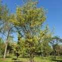 Cornus Florida 'Rainbow'