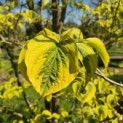 Cornus Florida 'Rainbow'