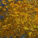 Liriodendron tulipifera - 1