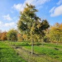 Acer palmatum - Foto 5