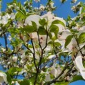 Cornus florida - Afbeelding 2