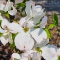 Cornus florida - Afbeelding 1