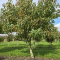 Liquidambar styraciflua 'Worplesdon' - 2