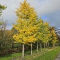 Ginkgo biloba - 1