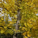 Ginkgo biloba - 3