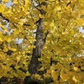 Ginkgo biloba - 2