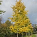 Ginkgo biloba - 4