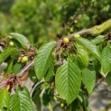 Prunus avium 'Regina' - Foto 1