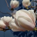 Magnolia soulangeana 'Manchu Fan' - Afbeelding 1