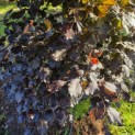 Fagus sylvatica 'Atropunicea' - 2