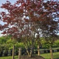 Acer palmatum 'Atropurpureum' - Foto 6