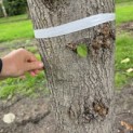 Tilia americana 'Nova' - september 2026