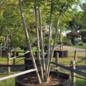 Magnolia 'Soulangeana' - Foto 1