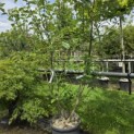 Sorbus 'Intermedia' - Foto 1