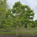 Heptacodium miconoides - 1