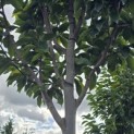 Magnolia 'Wada's Memory' - Foto 3