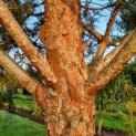 Pinus sylvestris 'Glauca' - 6