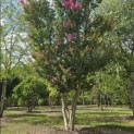 Lagerstroemia indica 'Rosea' - 2