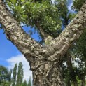 Quercus suber - 5