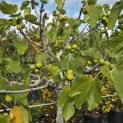 Ficus carica - Foto 3