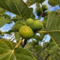 Ficus carica - Foto 2