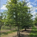 Carpinus Betulus - Foto 1