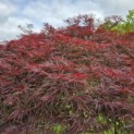 Acer palmatum 'Garnet' - 4