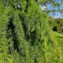 Cedrus deodara 'Pendula' - 4   mei 2024