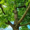 Acer Triflorum - Afbeelding 1