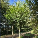 Betula utilis 'Jacquemontii' (Doorenbos) - 1